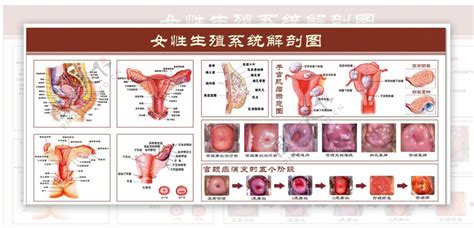 女人形|女性生殖系統